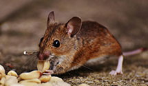 24 Hour & Emergency Exterminators in Elizabethtown, OH